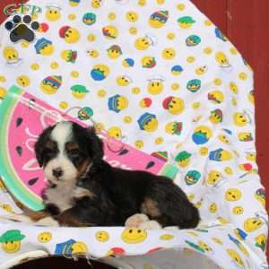Frank, Mini Bernedoodle Puppy